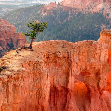 Дерево, растущее в каньоне вопреки обстоятельствам